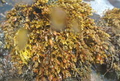 Sargassum hystrix
