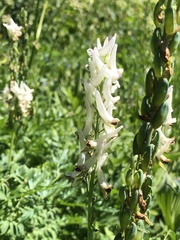 Corydalis caseana brandegeei