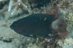 Pomacentrus burroughi