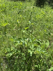 Heracleum dissectum