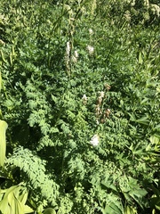 Corydalis caseana brandegeei