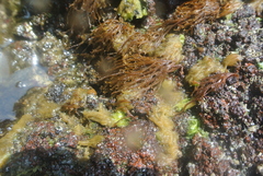 Chnoospora minima