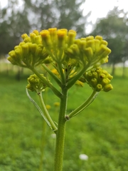 Senecio deformis