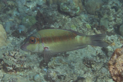 Lethrinus erythropterus