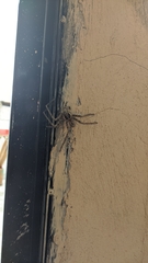 Heteropoda venatoria