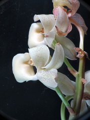 Mormodes