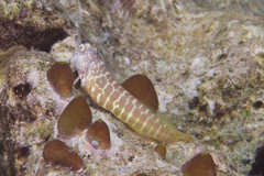 Salarias segmentatus