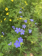 Geranium pseudosibiricum