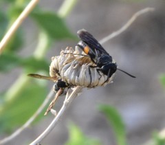 Stizoides renicinctus