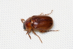 Cyclocephala borealis