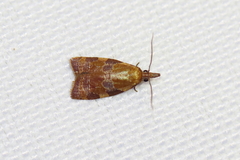 Cenopis diluticostana