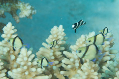 Dascyllus reticulatus