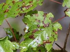 Acericecis ocellaris