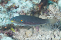 Stethojulis bandanensis