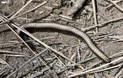 Paeromopodidae