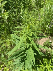 Chamaenerion angustifolium