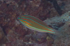 Stethojulis trilineata
