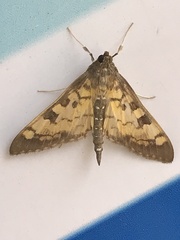 Mimorista