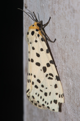 Juxtarctia multiguttata