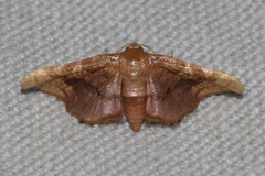 Hypolamprus emblicalis