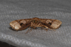 Hypolamprus emblicalis