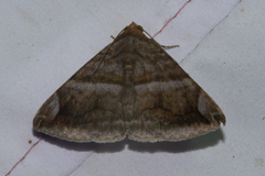 Buzara onelia