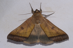 Ophiusa trapezium