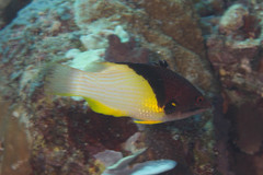 Bodianus mesothorax