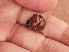 Bolbocerastes regalis