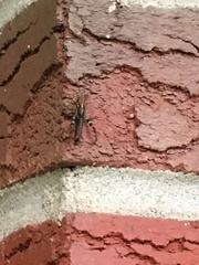 Melanoplus punctulatus