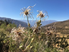 Clematis haenkeana