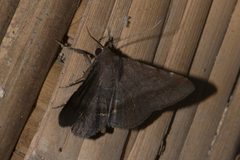 Mecodina