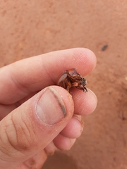 Bolbocerastes regalis