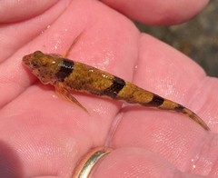 Etheostoma blennius