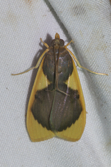 Prooedema inscisalis