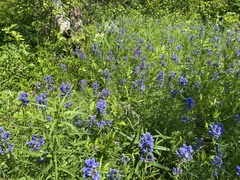 Dracocephalum ruyschiana