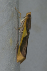 Prooedema inscisalis