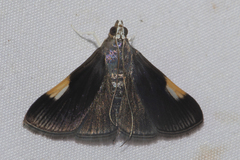Peribona venosa