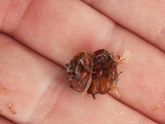 Bolbocerastes regalis