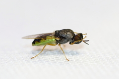 Odontomyia virgo