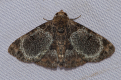 Diomea orbifera