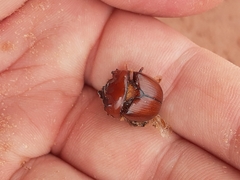 Bolbocerastes regalis