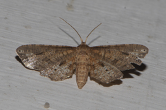 Picrostomastis inductalis