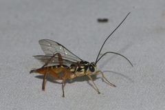 Lissopimpla basalis