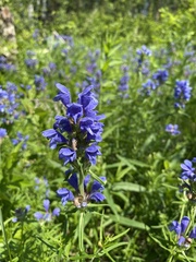 Dracocephalum ruyschiana