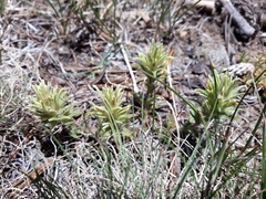 Castilleja nana