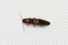 Agriotes oblongicollis