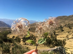 Clematis haenkeana