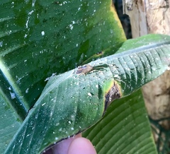 Anasa scorbutica