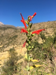 Salvia haenkei